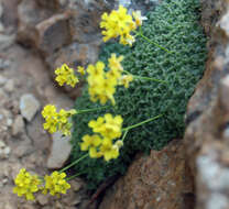 Image de Draba mollissima Steven