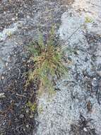 Imagem de Lomatium torreyi (Coult. & Rose) Coult. & Rose