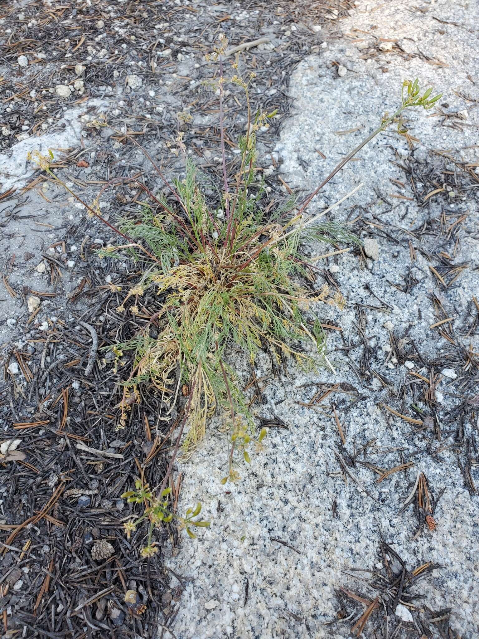 Lomatium torreyi (Coult. & Rose) Coult. & Rose的圖片