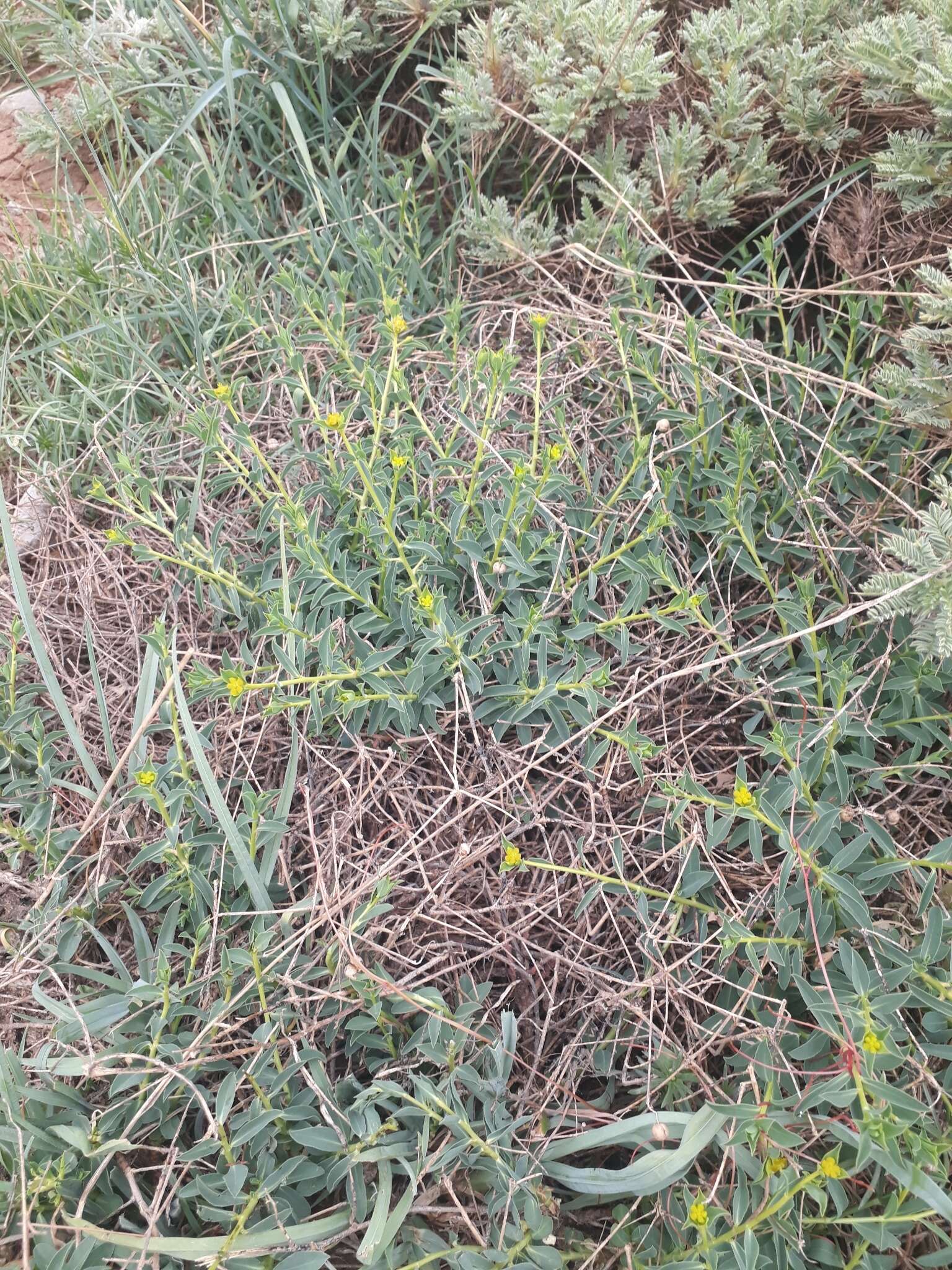 Image of Euphorbia erinacea Boiss. & Kotschy