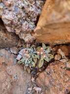 Image of Crassula ausensis subsp. ausensis