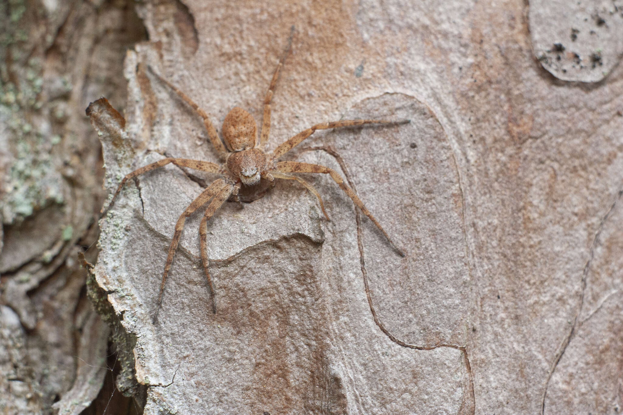 Image of Philodromus fuscomarginatus (De Geer 1778)