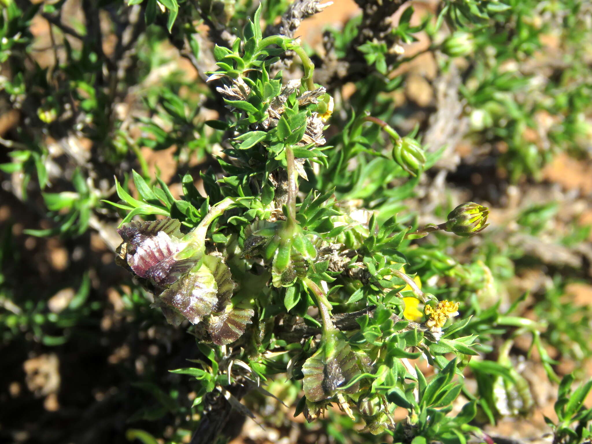 Image of Osteospermum microphyllum DC.