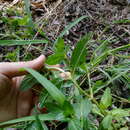 Image of Colombian Waxweed