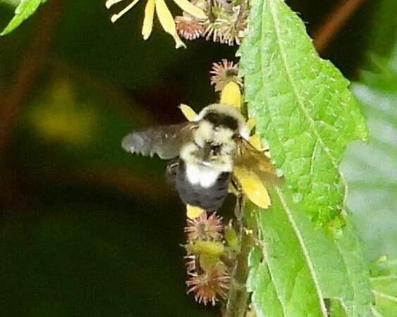 Слика од Bombus wilmattae Cockerell 1912