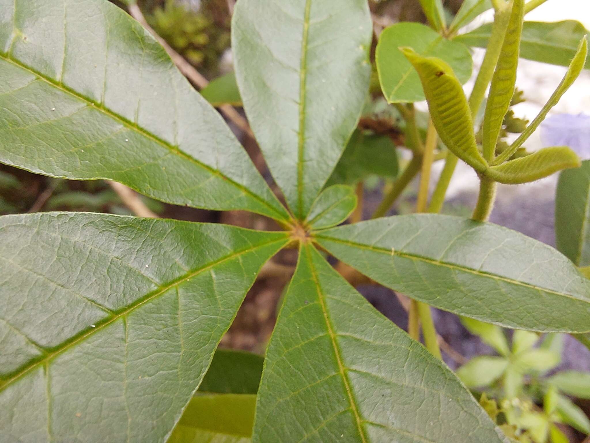 Image de Vitex megapotamica (Spreng.) Moldenke