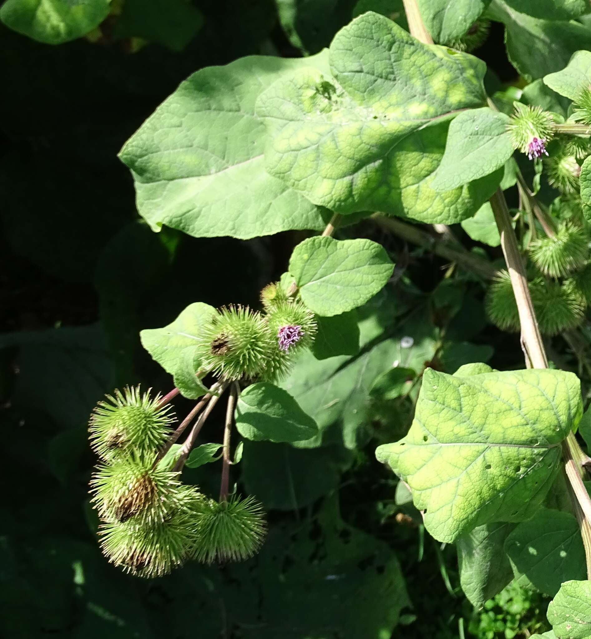 Arctium lappa L. resmi