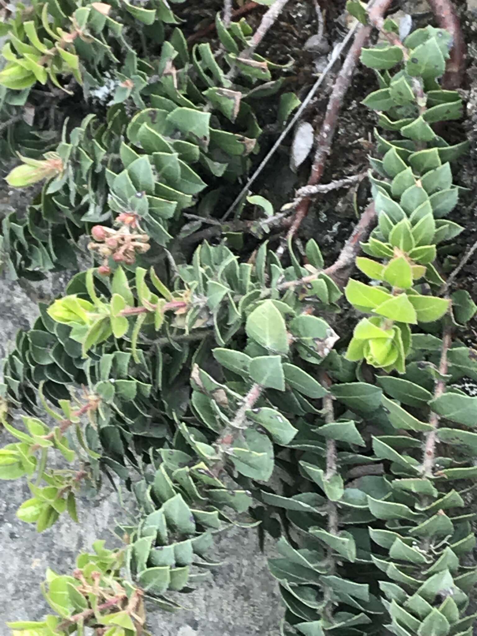 Image of San Bruno Mountain manzanita