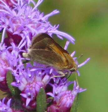 Image of Tawny-edged Skipper