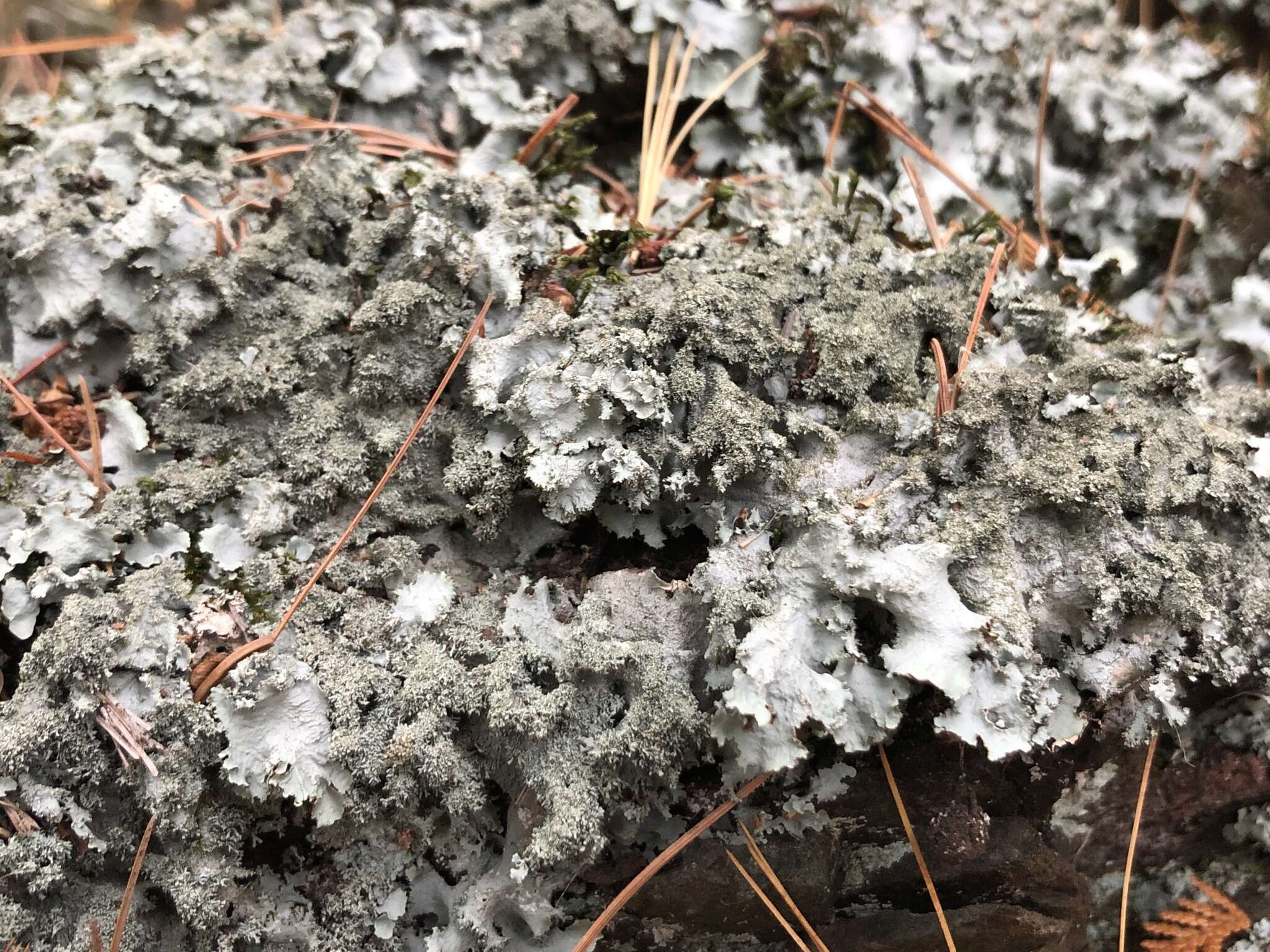 Image of parmotrema lichen