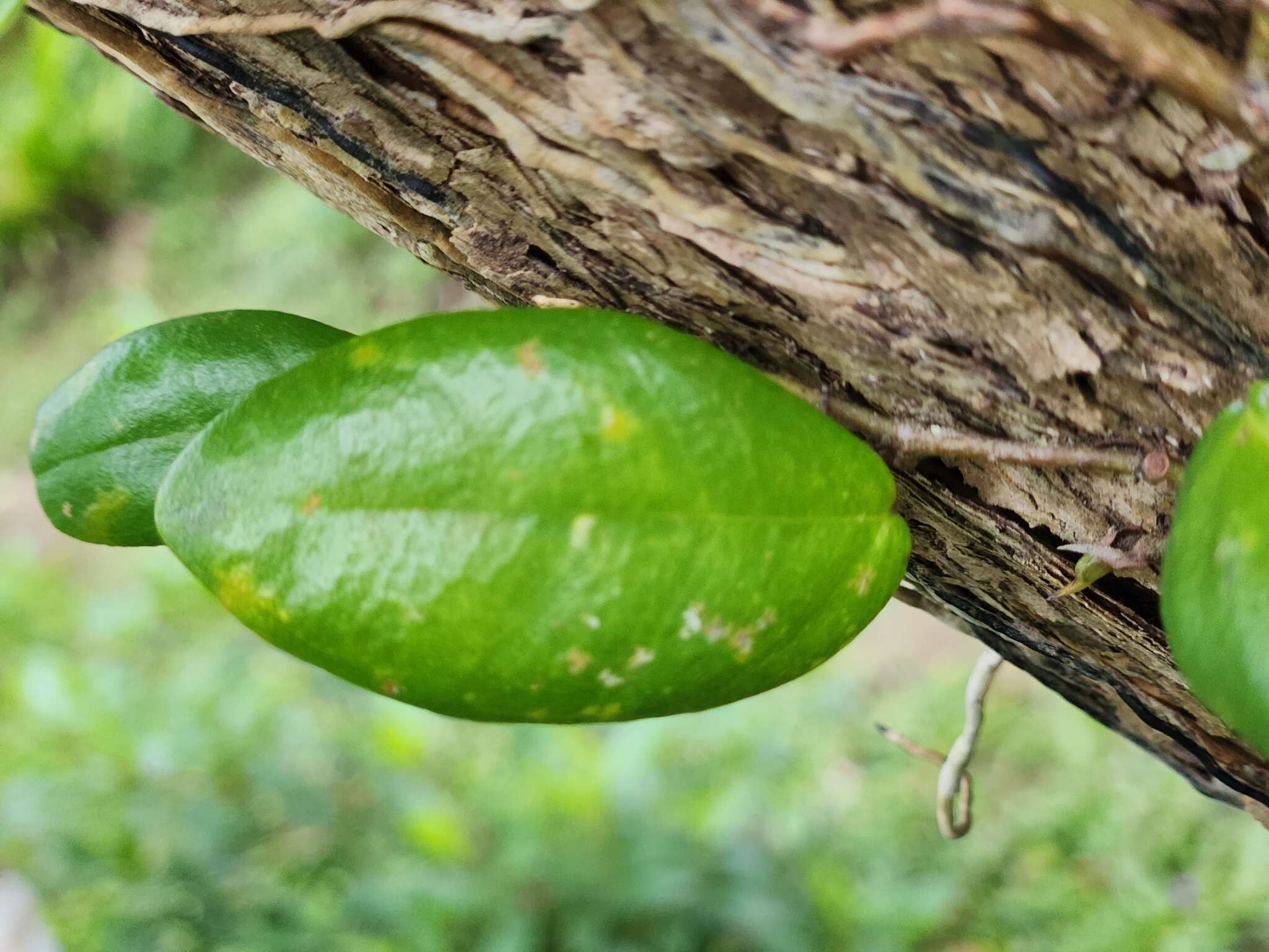 Слика од Ficus aurantiaca var. parvifolia