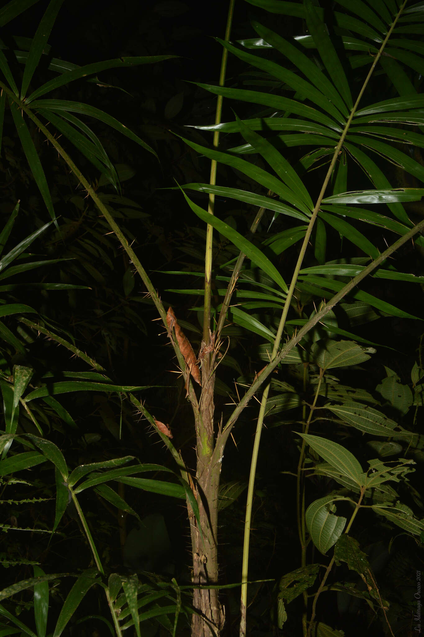 Image of Bactris setosa Mart.