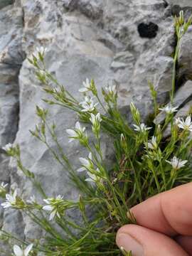 Image of Minuartia adenotricha Siskin