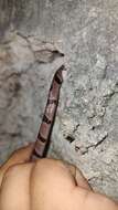 Image of Yucatán Blunthead Snake