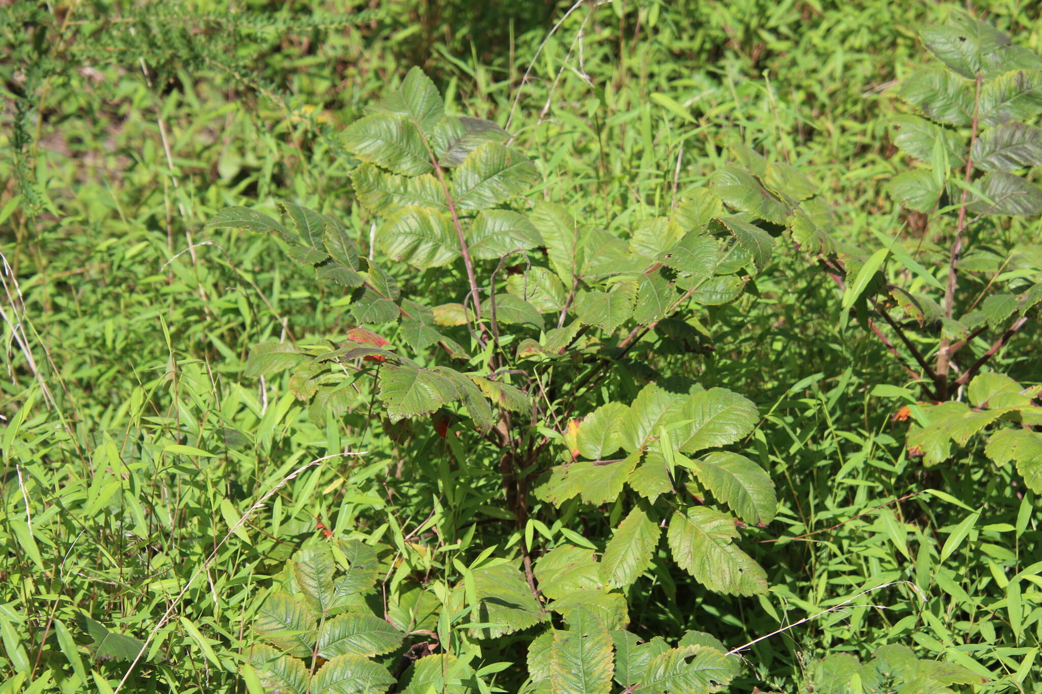 Image of Michaux's sumac