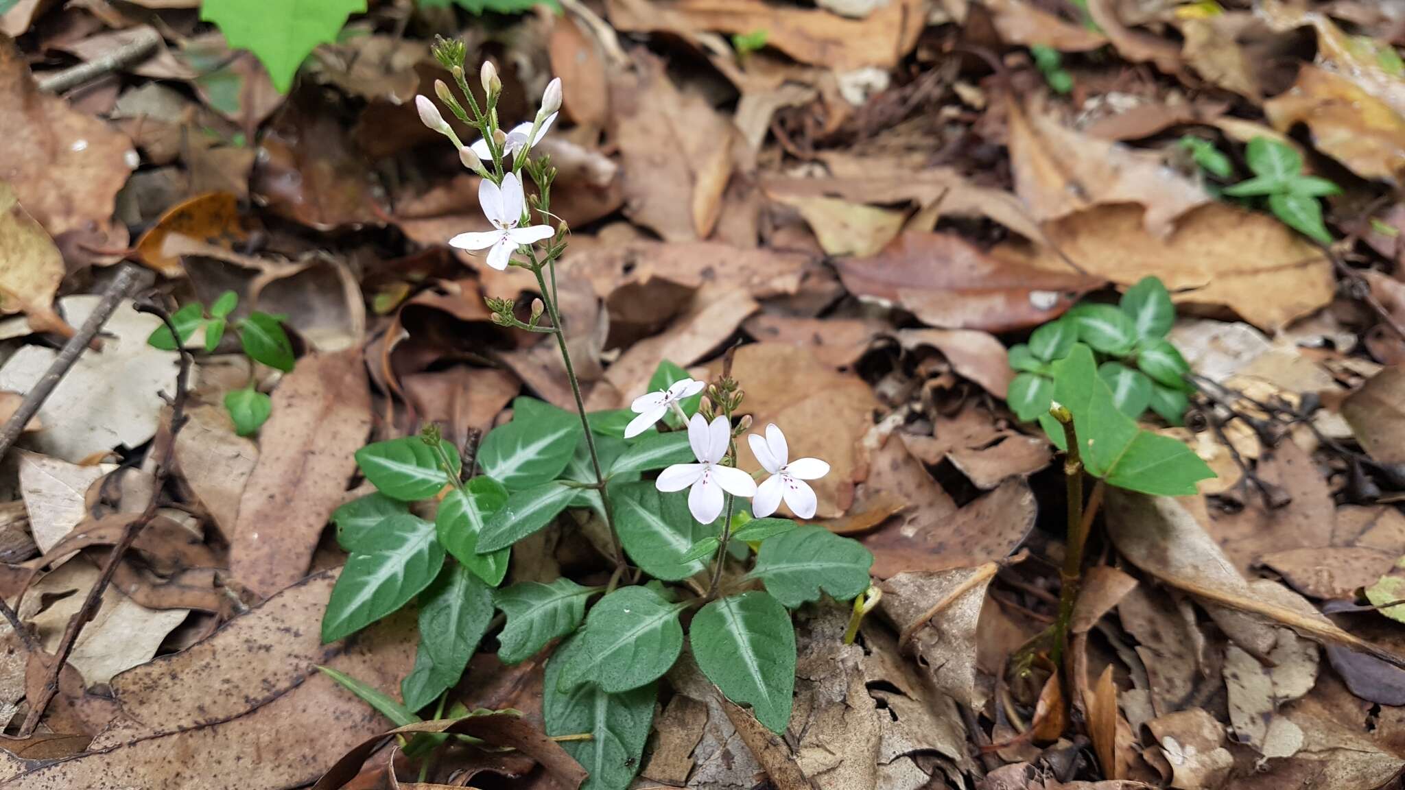 Image de Pseuderanthemum variabile (R. Br.) Radlk.