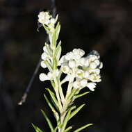 Image of Phylica rigidifolia Sond.