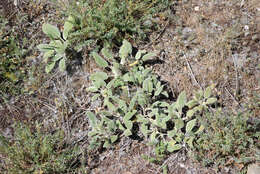 Image of Salvia candidissima Vahl