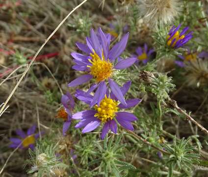 Imagem de Dieteria asteroides var. glandulosa (B. L. Turner) D. R. Morgan & R. L. Hartman