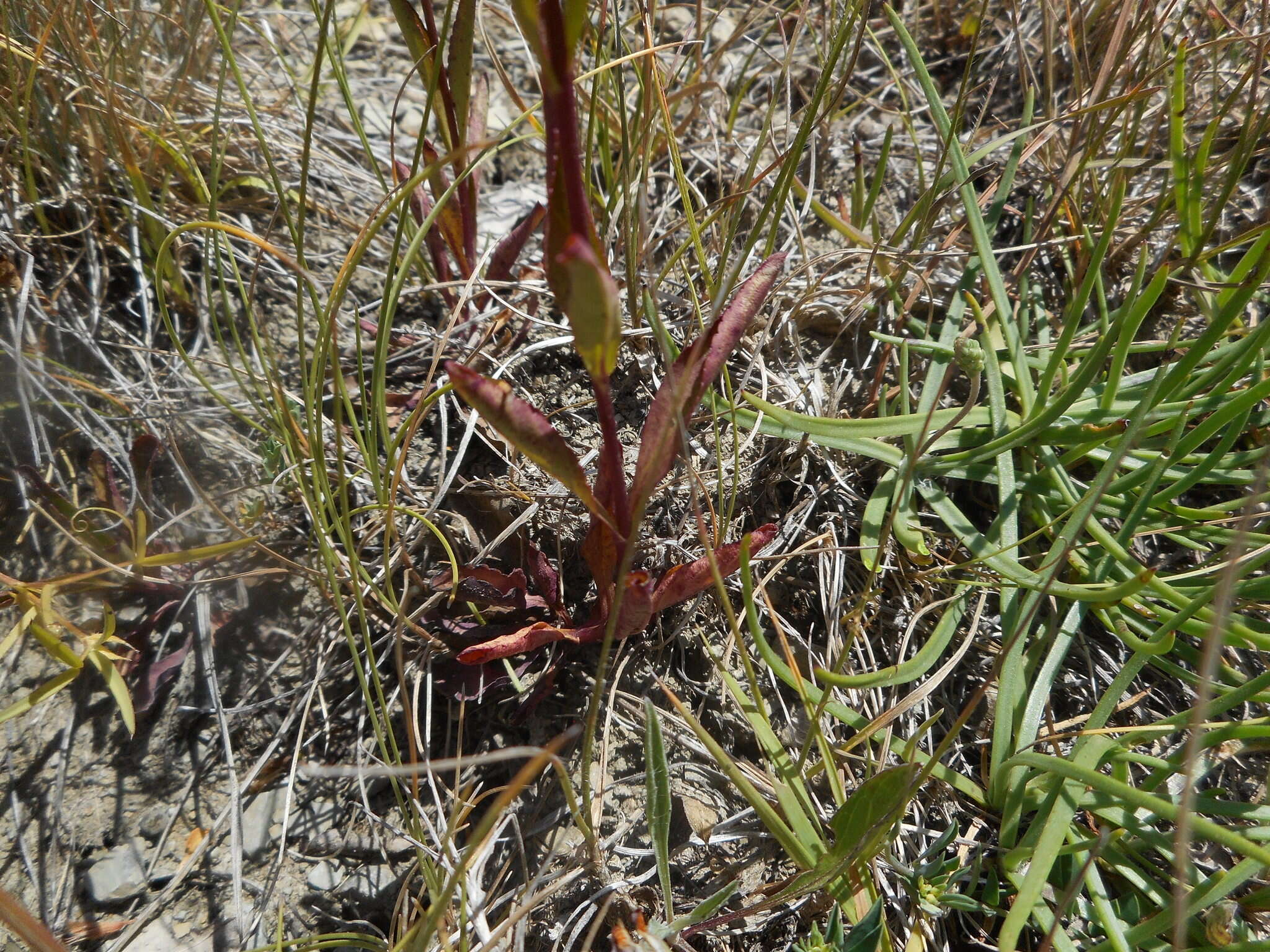 Image of Veronica barrelieri subsp. nitens (Host) Albach