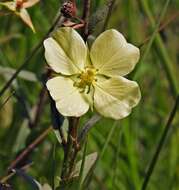 Image of Ludwigia sericea (Cambess.) Hara