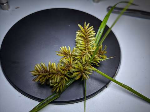 Imagem de Cyperus erythrorhizos Muhl.