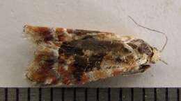 Image of European pine shoot moth