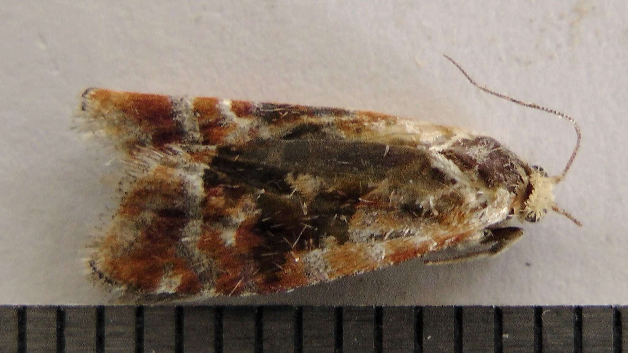 Image of European pine shoot moth