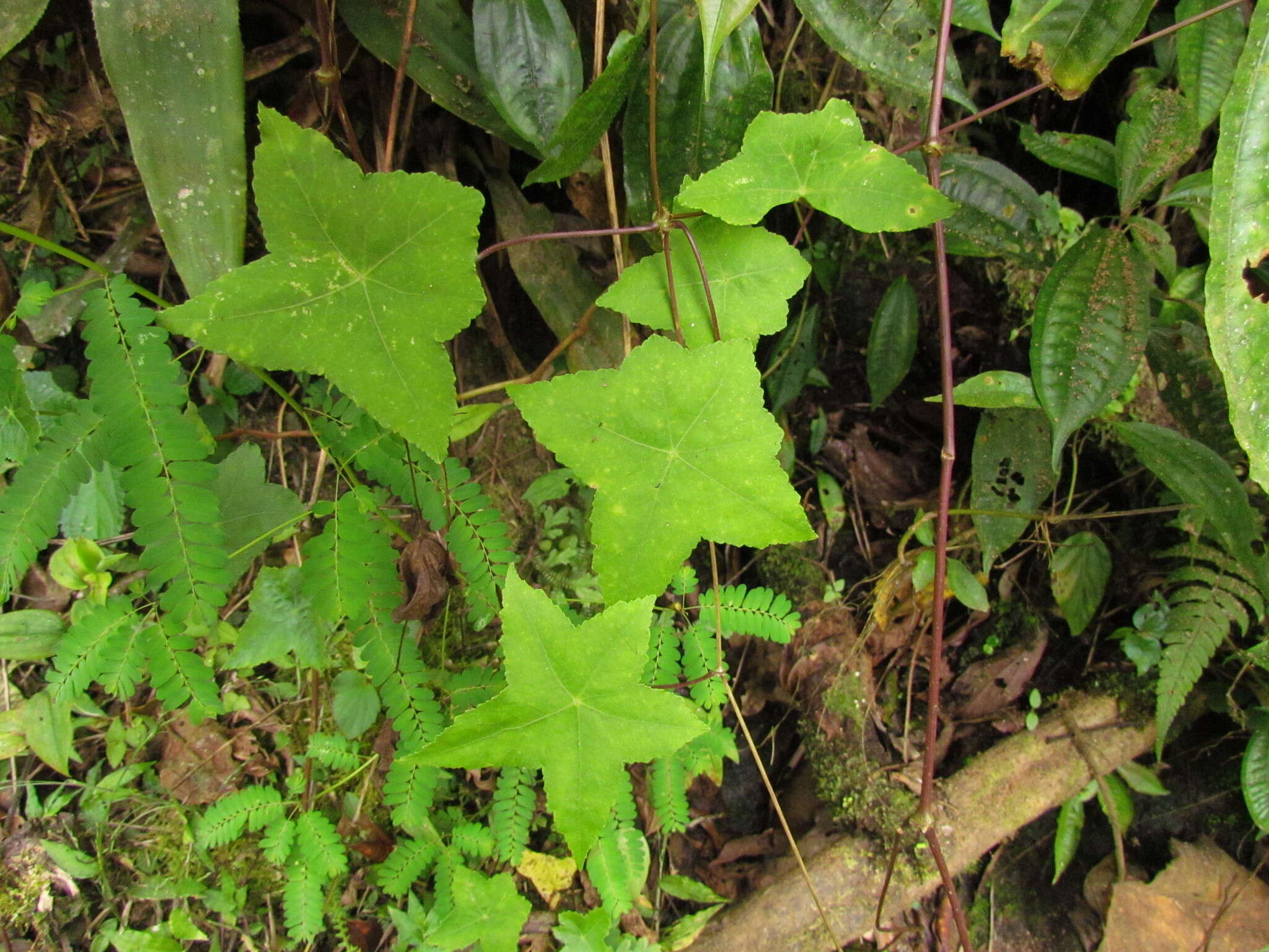 Image of Hydrocotyle quinqueloba Ruiz & Pav.
