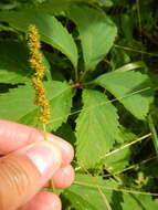 Image of Brown fox sedge