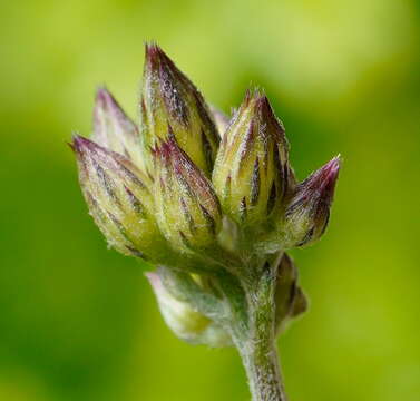 Слика од Cyanthillium cinereum var. parviflorum (Reinw. ex Bl.) Karthik. & Moorthy