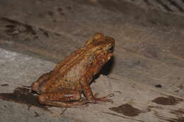 Image of Boulenger's Asian tree toad