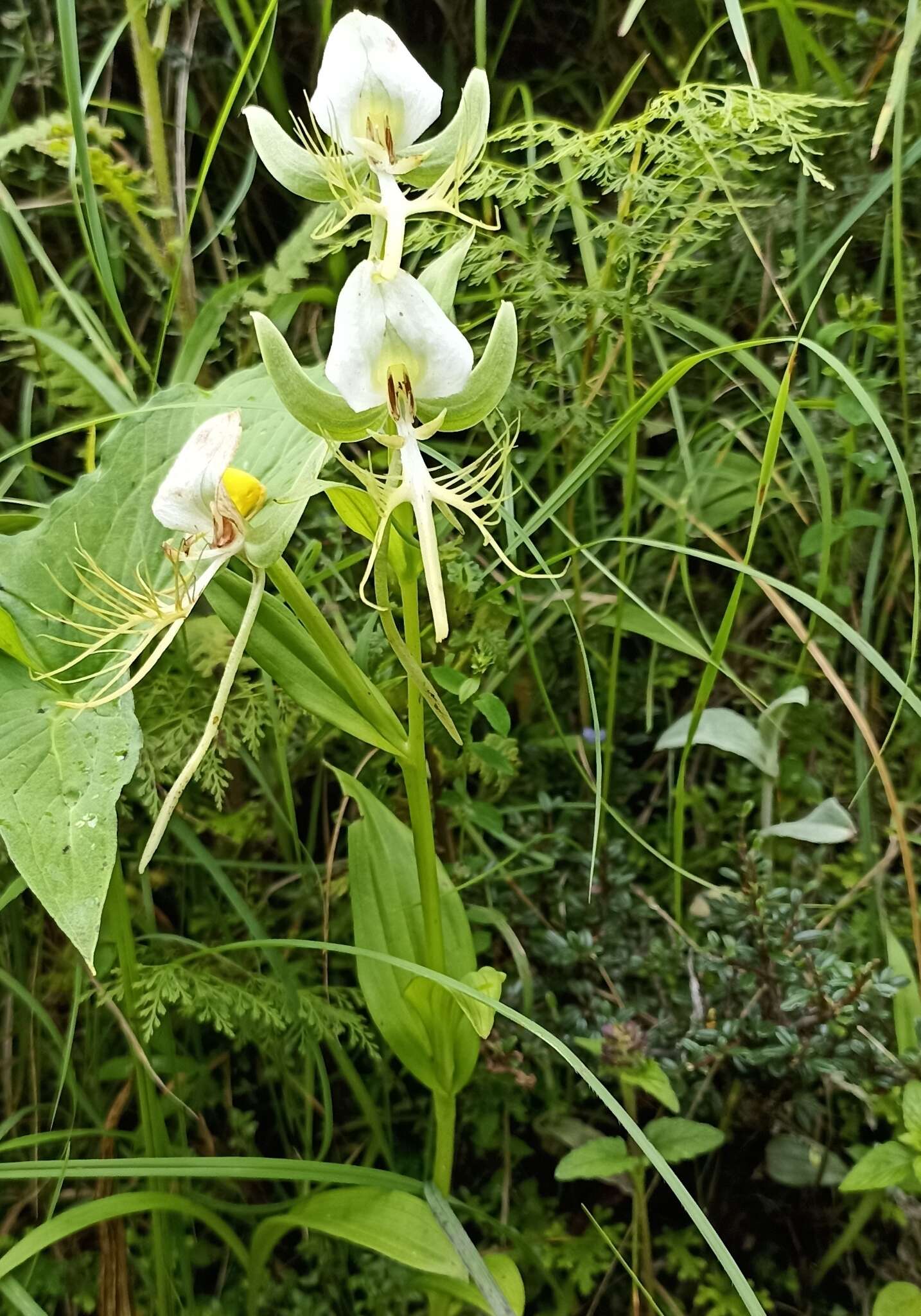 Image of Habenaria intermedia D. Don