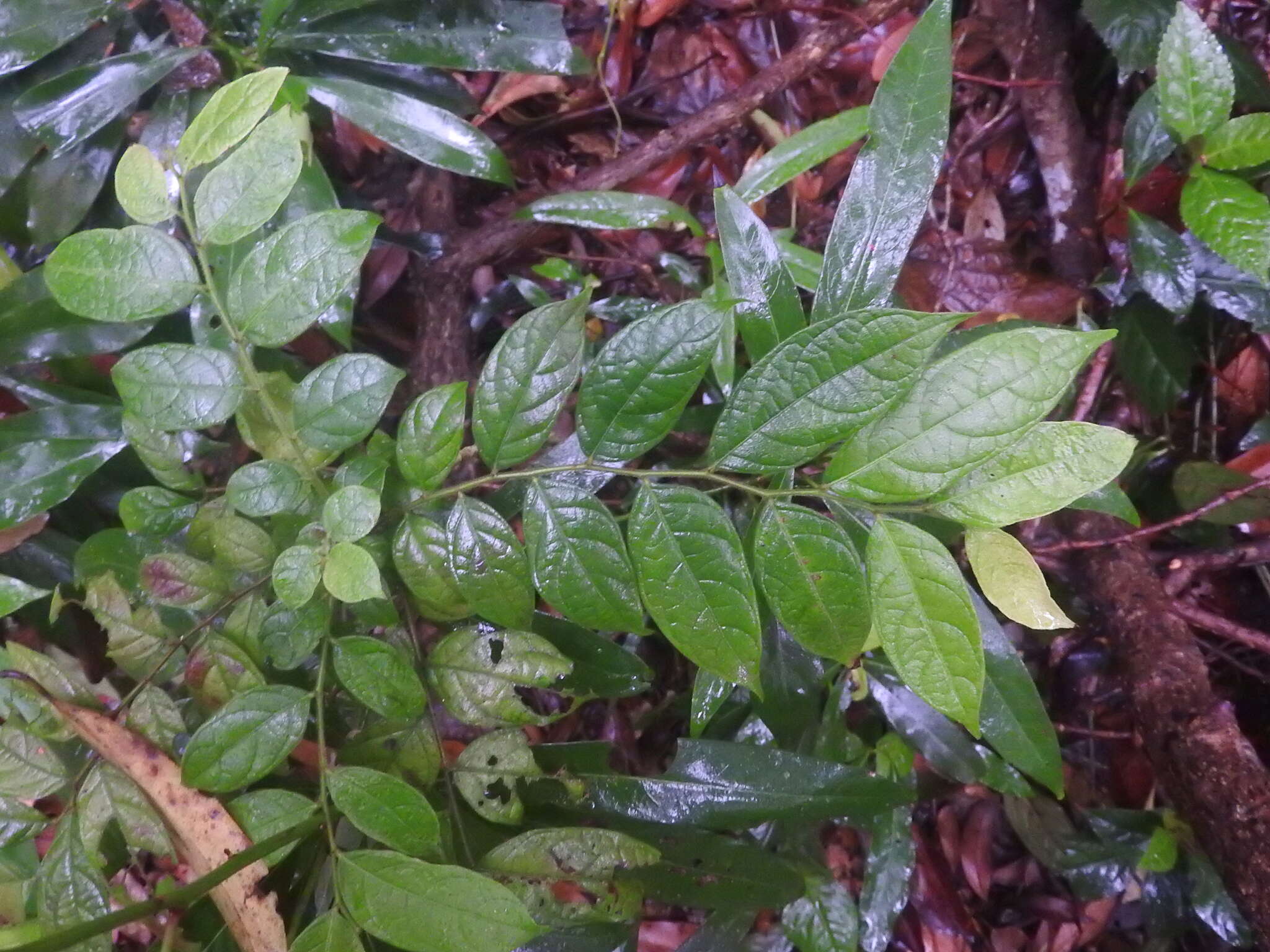 Image of Phyllanthus eriocarpus (Champ. ex Benth.) Müll. Arg.