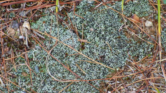 Image of condensed snow lichen