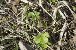 Image of European cinquefoil