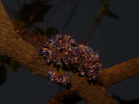 Image of Memecylon umbellatum Burm. fil.