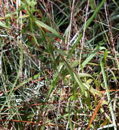 Image of anisescented goldenrod