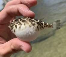 Image of Checkered Puffer