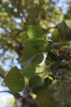 Image of Populus brandegeei Schneider