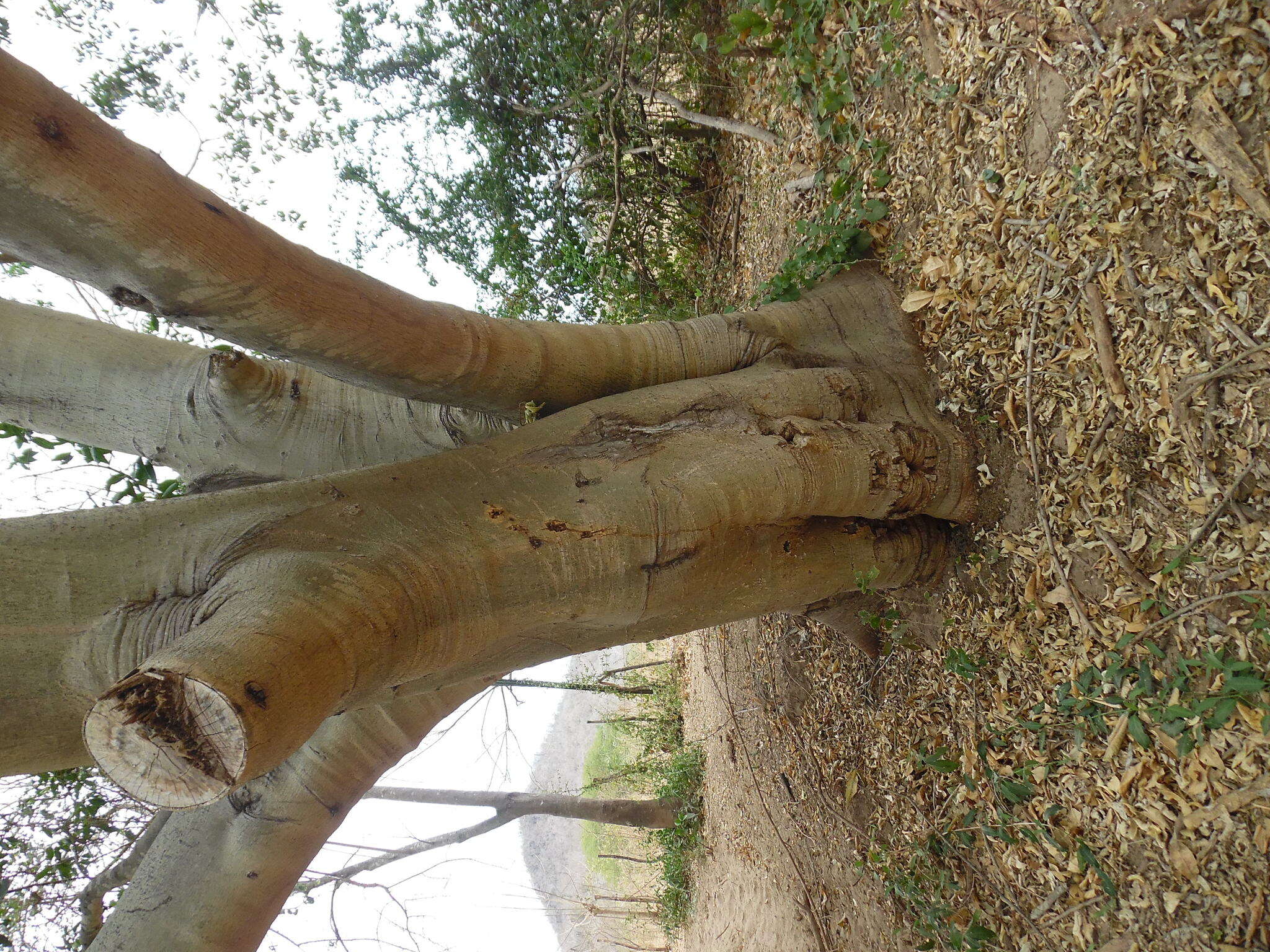 Sivun Ficus insipida Willd. kuva