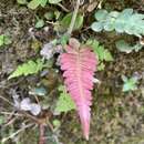 Imagem de Blechnum occidentale L.