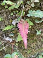 Sivun Blechnum occidentale L. kuva