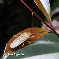 Image of Homoeocerus (Anacanthocoris) rubromaculatus (Hsiao 1963)