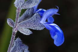 Imagem de Salvia cuspidata Ruiz & Pav.