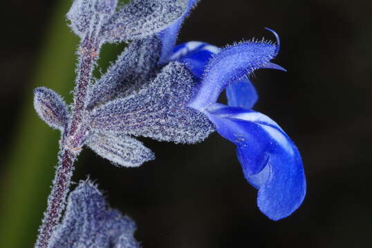 Image of Salvia cuspidata Ruiz & Pav.