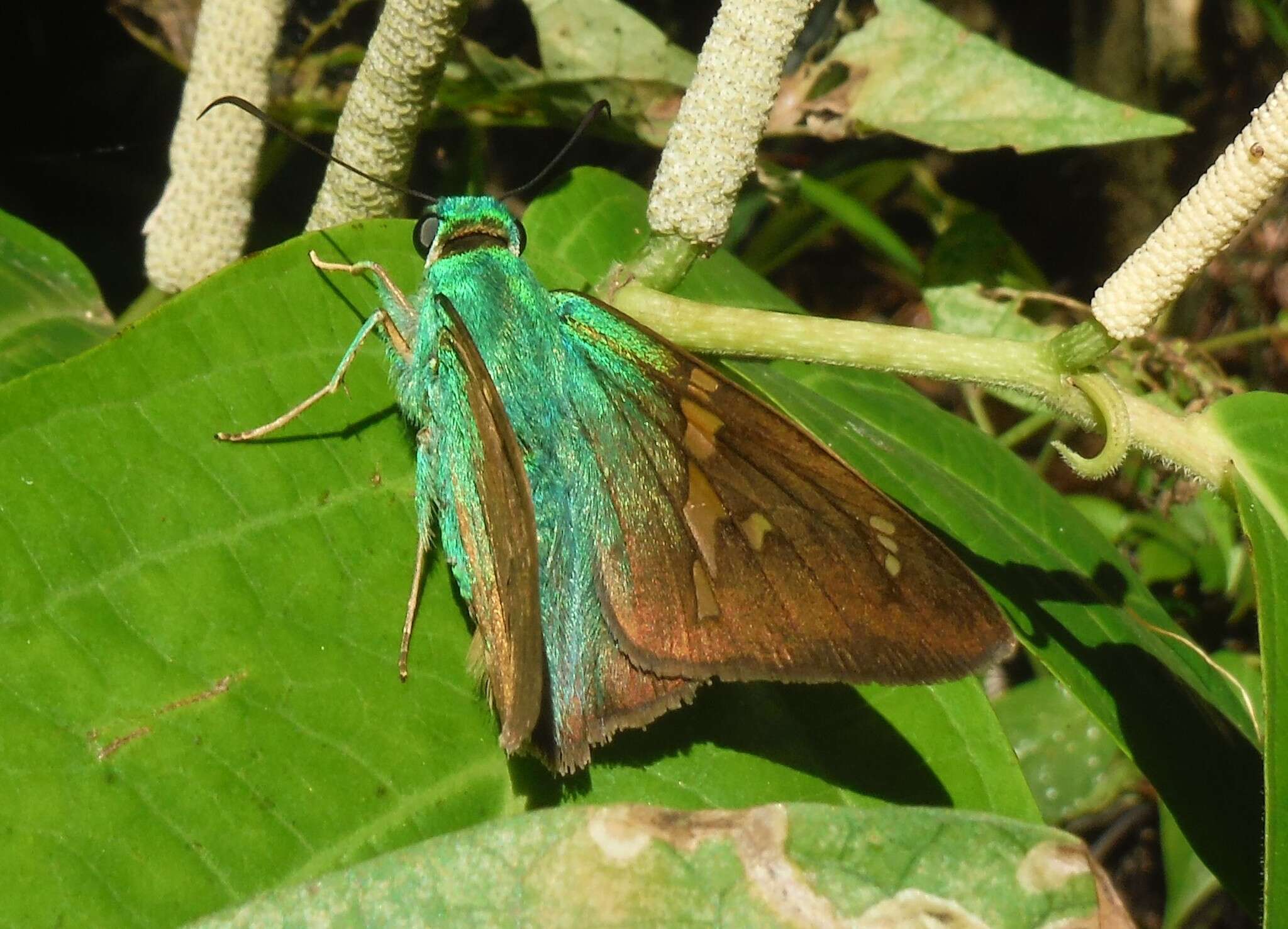 Image de Telegonus talus