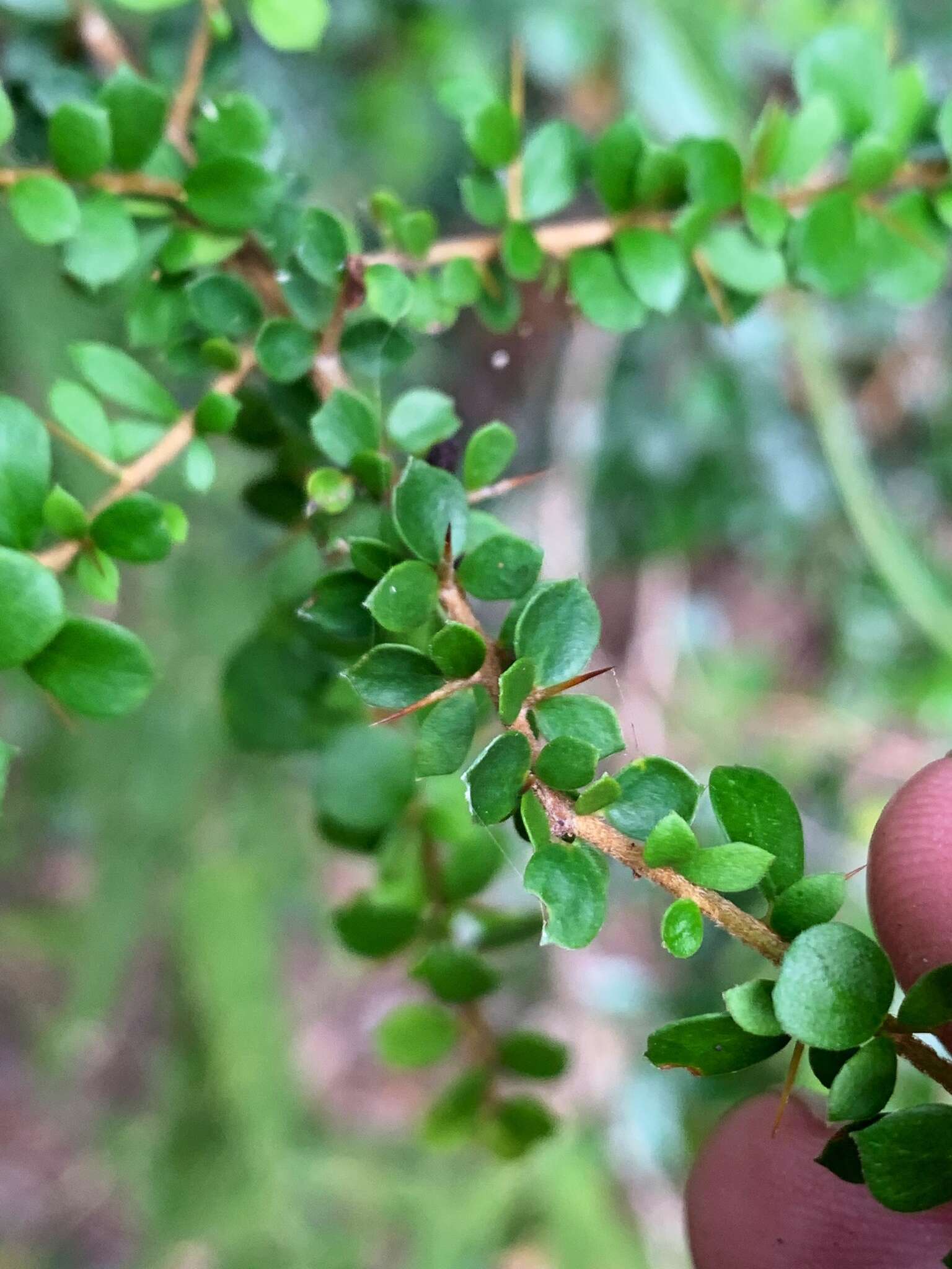 Image of Pittosporum spinescens (F. Müll.) L. W. Cayzer, M. D. Crisp & I. R. H. Telford