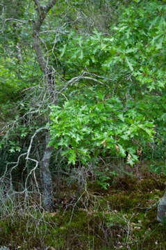 Image of Georgia Oak