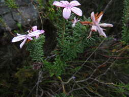 Image of Adenandra gummifera Strid